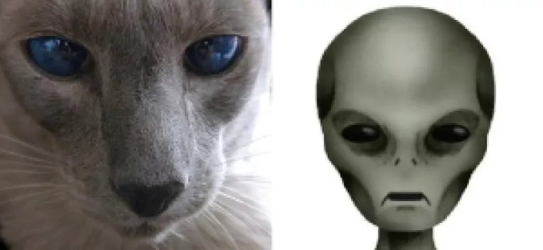 Adevarat sau fals: Teoria ca pisicile sunt un fel de camere video extraterestre care ne urmaresc fiecare miscare
