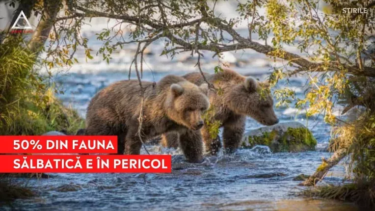 Aproape jumatate din fauna salbatica inregistreaza o scadere a populatiei