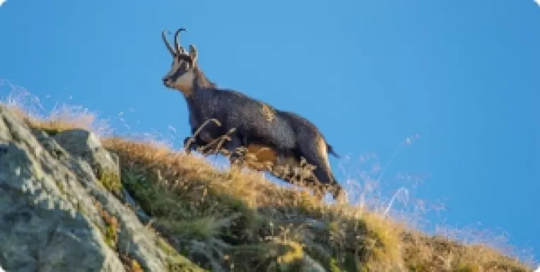 ECOLOGIC: Si caprele negre se impusca, nu-i asa?