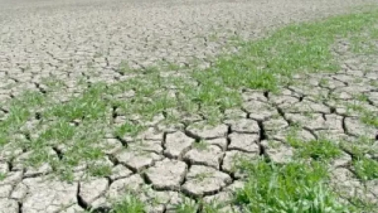 Seceta a calamitat peste 50% din suprafata cultivata